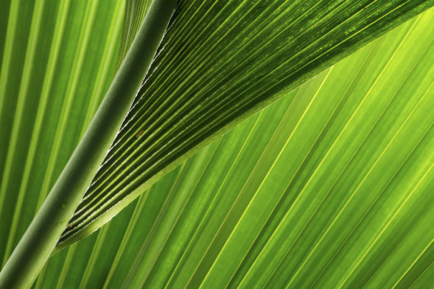 grüne und frische tropische Palmenblätter - Foto, Bild