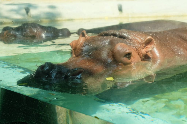 Gregario Río Hipopótamos Nadar en la piscina
 - Foto, imagen