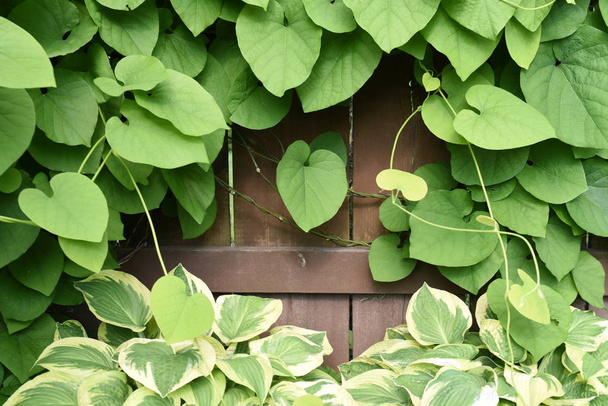 Cadre végétal en lierre sur clôture en bois
 - Photo, image