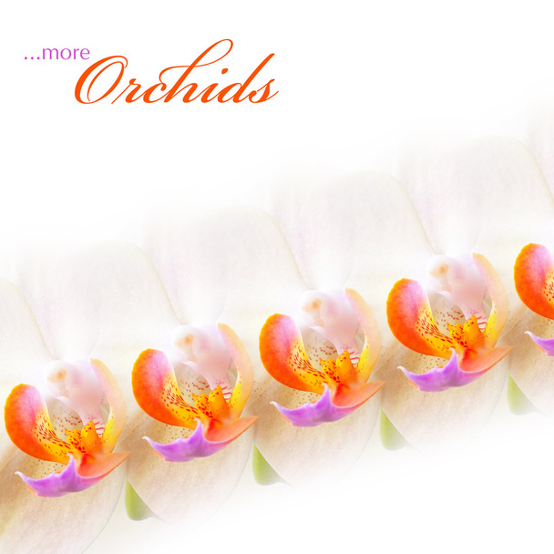 ...more Orchids - Foto, imagen