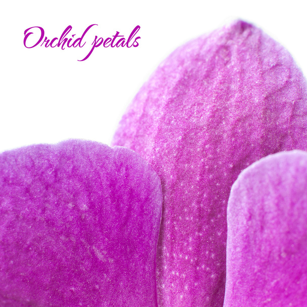 Orchid petals. Macro - Foto, imagen