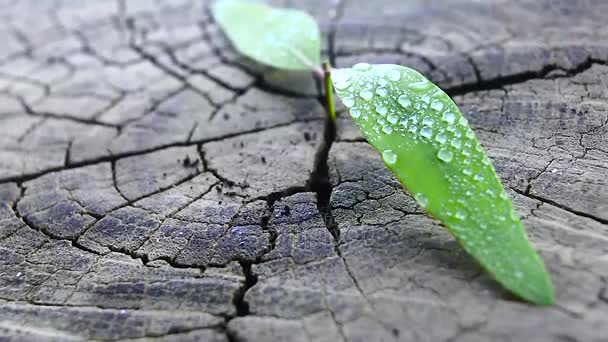 Zelené sazenice s kapkami deště roste z pařezu - Záběry, video