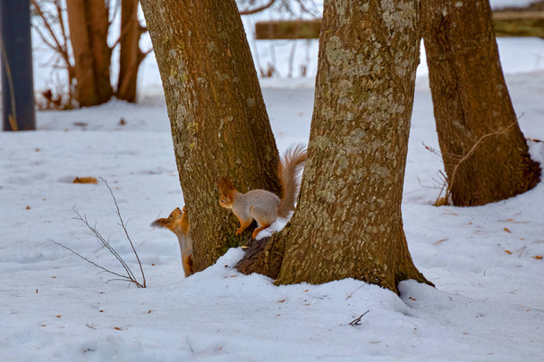 Squirrel ordinary. Winter. City Park - Photo, Image