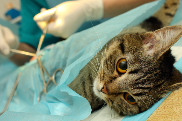 Castración quirúrgica de gato en hospital baniano
 - Foto, imagen