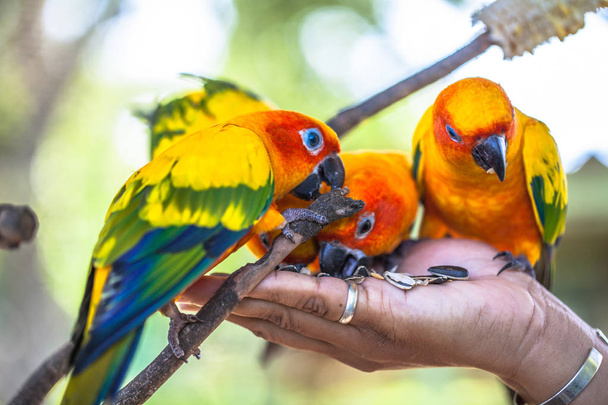 coloridos pássaros Sun Conure
 - Foto, Imagem