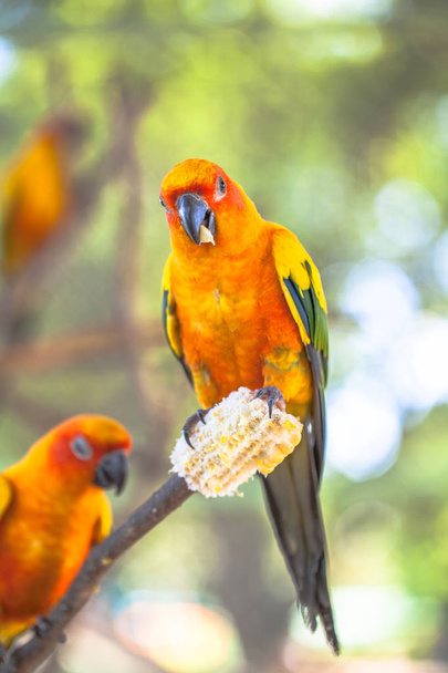 renkli güneş Conure kuşlar - Fotoğraf, Görsel