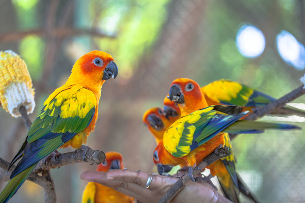 コガネメキシコインコのカラフルな鳥 - 写真・画像