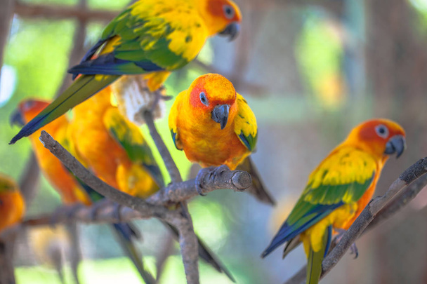 colourful Sun Conure birds - Photo, Image