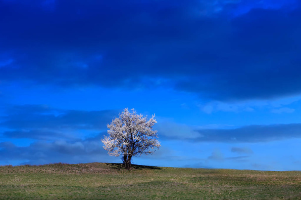 Un árbol en la colina sobre el dramático clima nublado, tormenta que viene paisaje
 - Foto, imagen
