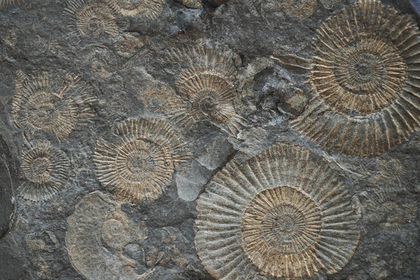 Ammonit fosil doku   - Fotoğraf, Görsel