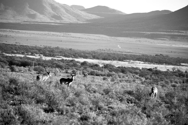  wild impala in the winter  bush - Foto, Bild