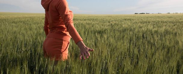 young female stands in the field of green wheat and touches spikelets with her hand. Sunset time - Φωτογραφία, εικόνα