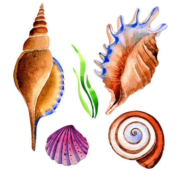 Watercolor summer beach seashell tropical elements, underwater creatures. - Фото, изображение
