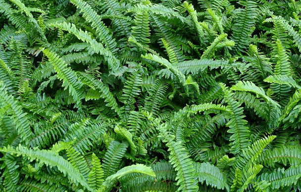 The Horizontal of Tassle Ferns Textured Background - Photo, Image