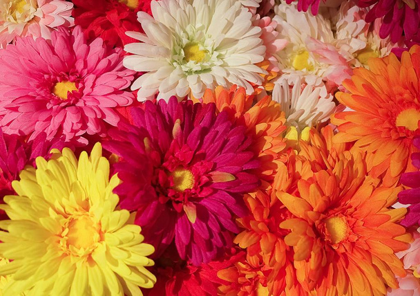 Renkli yapay papatya çiçekleri yakın çekim - Fotoğraf, Görsel