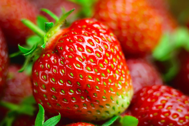 Harvest of fresh organic strawberries, macro image, fruits background. - Photo, image