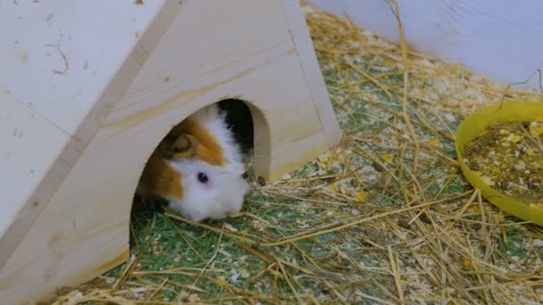 Cochon de Guinée dans le zoo à la maison blanche
 - Séquence, vidéo