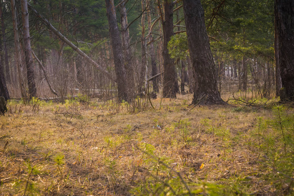 Morning Pine Forest - Valokuva, kuva