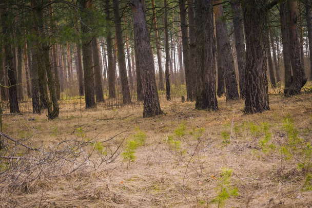 Morning Pine Forest - Фото, зображення