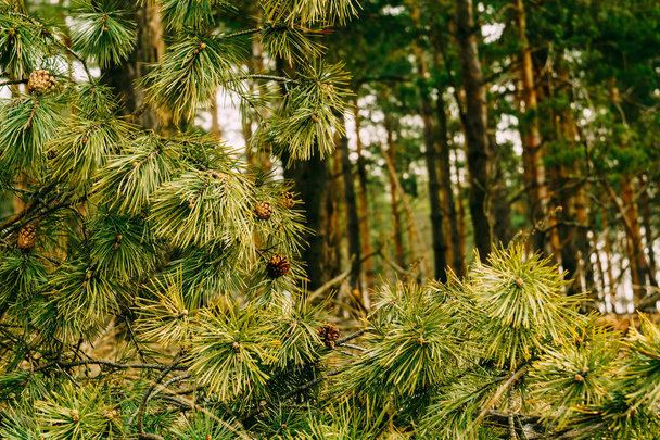 Matin de forêt de pins
 - Photo, image