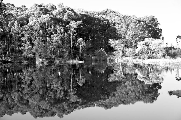   o lago de libra e a reflexão de árvore em água
 - Foto, Imagem