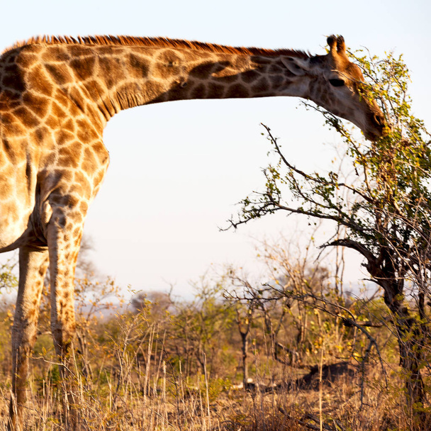 in Sudafrica riserva faunistica e giraffa
 - Foto, immagini