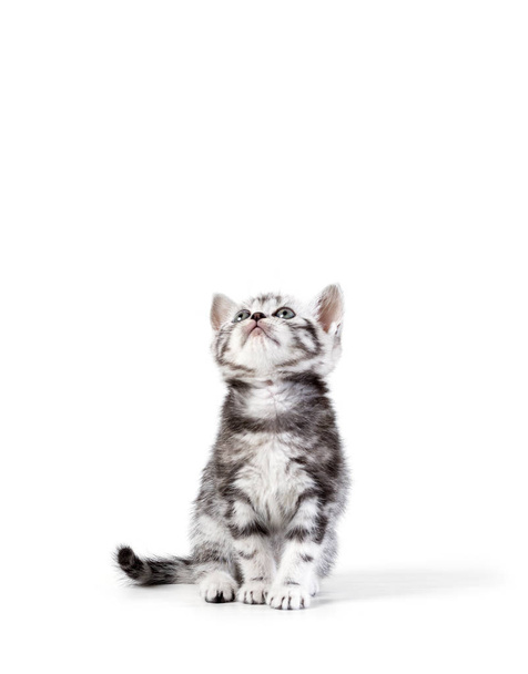 分離されたイギリス ショートヘア シルバーヘアとら子猫 - 写真・画像