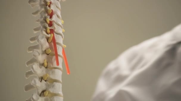 O layout das vértebras da coluna vertebral humana, close-up, médico mostra
 - Filmagem, Vídeo