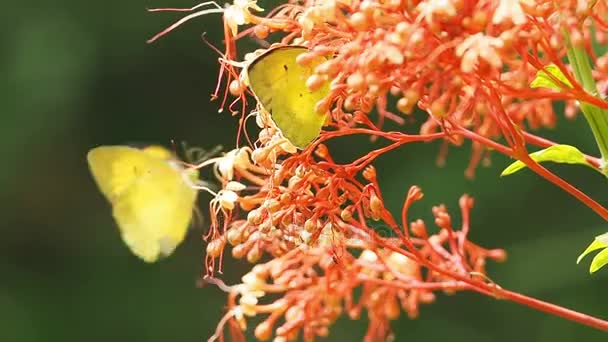 Pieridae Appias albina papillons jaunes mangent nectar fleur
. () - Séquence, vidéo