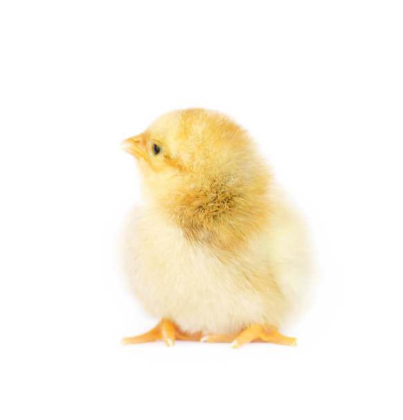 Small fluffy baby chick on limited - Photo, Image