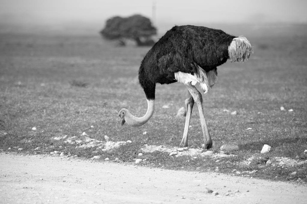  in south africa     wildlife  nature  reserve and   ostrich - Photo, Image