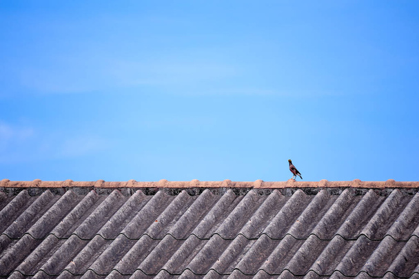 mynah bird perching on roof - Fotoğraf, Görsel