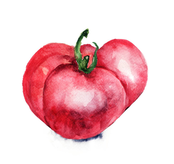 Watercolor illustration of Tomato - Фото, изображение