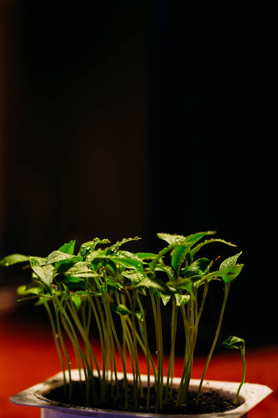 Σπορόφυτα πιπεριάς σε ένα φλιτζάνι - Φωτογραφία, εικόνα