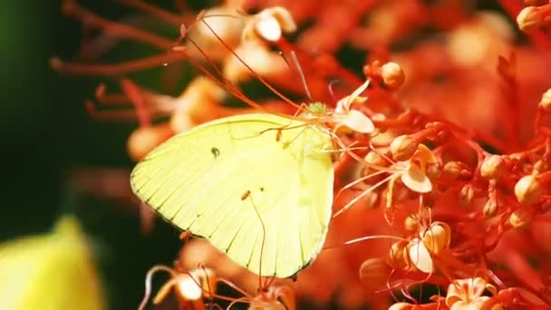 Pieridae Appias albina papillons jaunes mangent nectar fleur
. - Séquence, vidéo