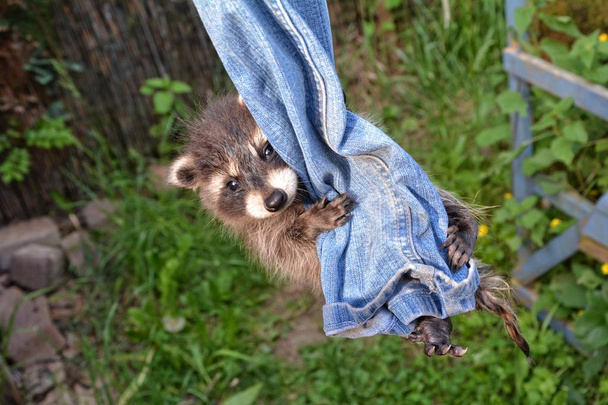 Un mapache bebé cuelga de los pantalones vaqueros y columpio
 - Foto, imagen