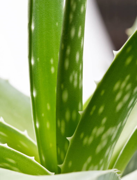 Fresh green Aloe vera - Foto, immagini
