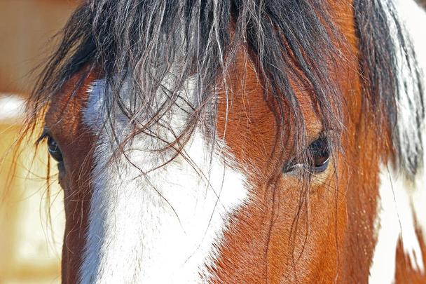 Κοντινό πλάνο του ματιού του ένα άλογο καφέ-λευκή - Φωτογραφία, εικόνα