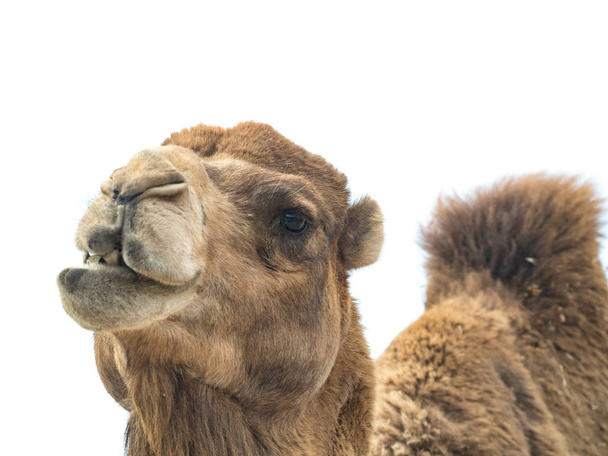 Cammello a due gobbe (Camelus bactrianus) con espressione buffa isol
 - Foto, immagini