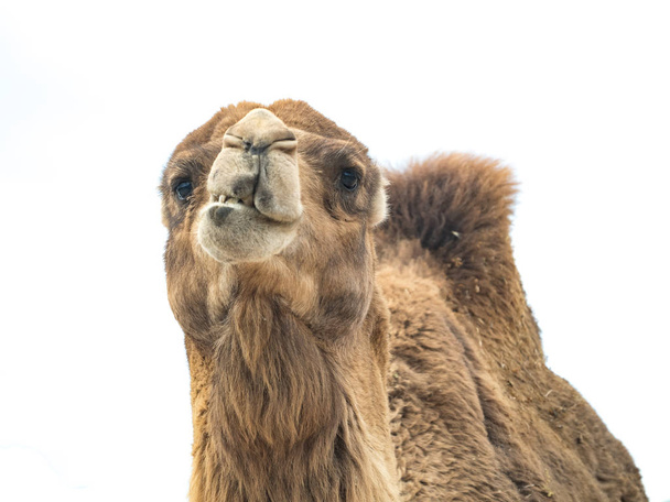 Twee-humped camel (Camelus bactrianus) met grappige expressie isol - Foto, afbeelding