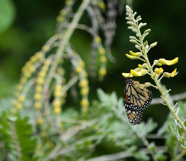 Una elegante mariposa ha aterrizado en una planta con flores silvestres en Largo, Florida, EE.UU.
 - Foto, Imagen