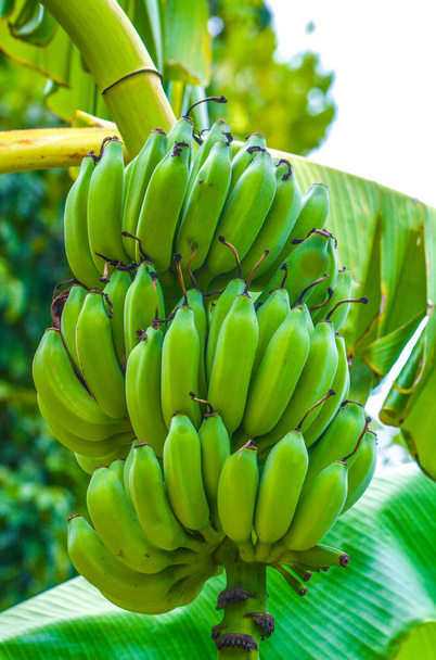 ein Bündel Bananen hängt an einer Bananenpflanze. - Foto, Bild
