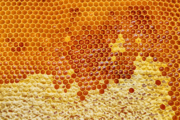 Hunajakenno hunajalla
 - Valokuva, kuva