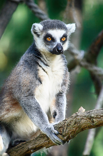 Lemur aap rust - Foto, afbeelding