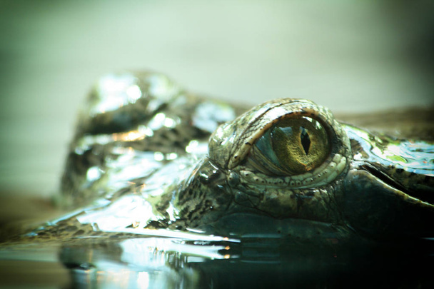 crocodile head in water - Foto, Imagem
