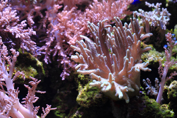 akvarijní pozadí moře - Fotografie, Obrázek