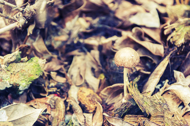 Small mushroom growing. - Photo, Image