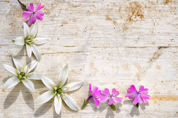 corner frame from ornithogalum and phlox subulata on a wooden background with copy space - Photo, Image