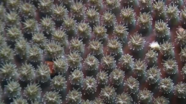 Lágy korall víz alatti élővilág Fülöp-szigetek-óceán. - Felvétel, videó