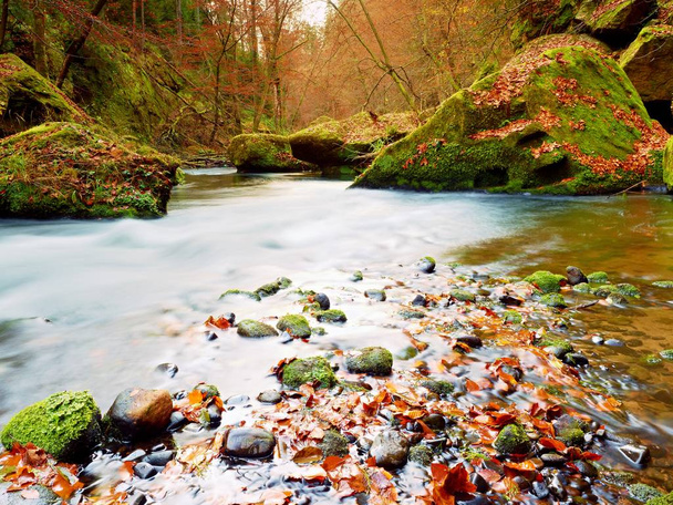 Podzim v přírodě. Barvy podzimní horské řeky. Barevný štěrk s listy, ohýbané stromy - Fotografie, Obrázek